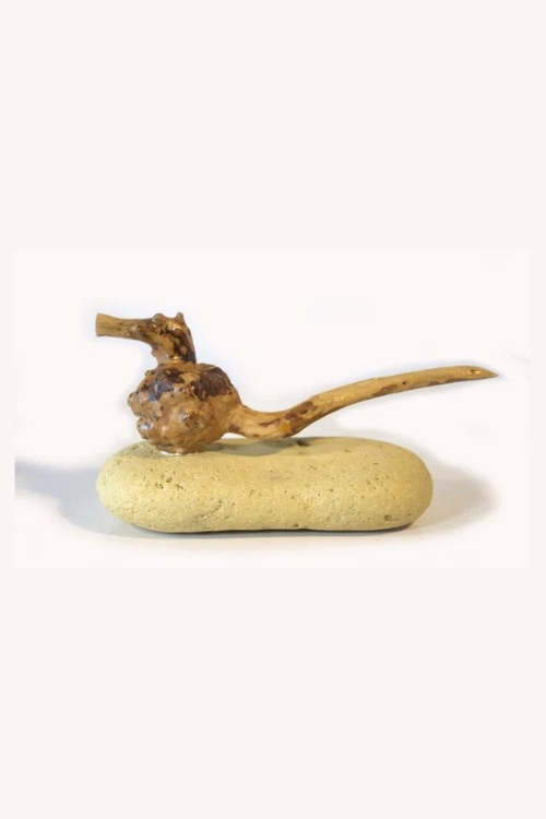 Hippocampe mâle en gestation